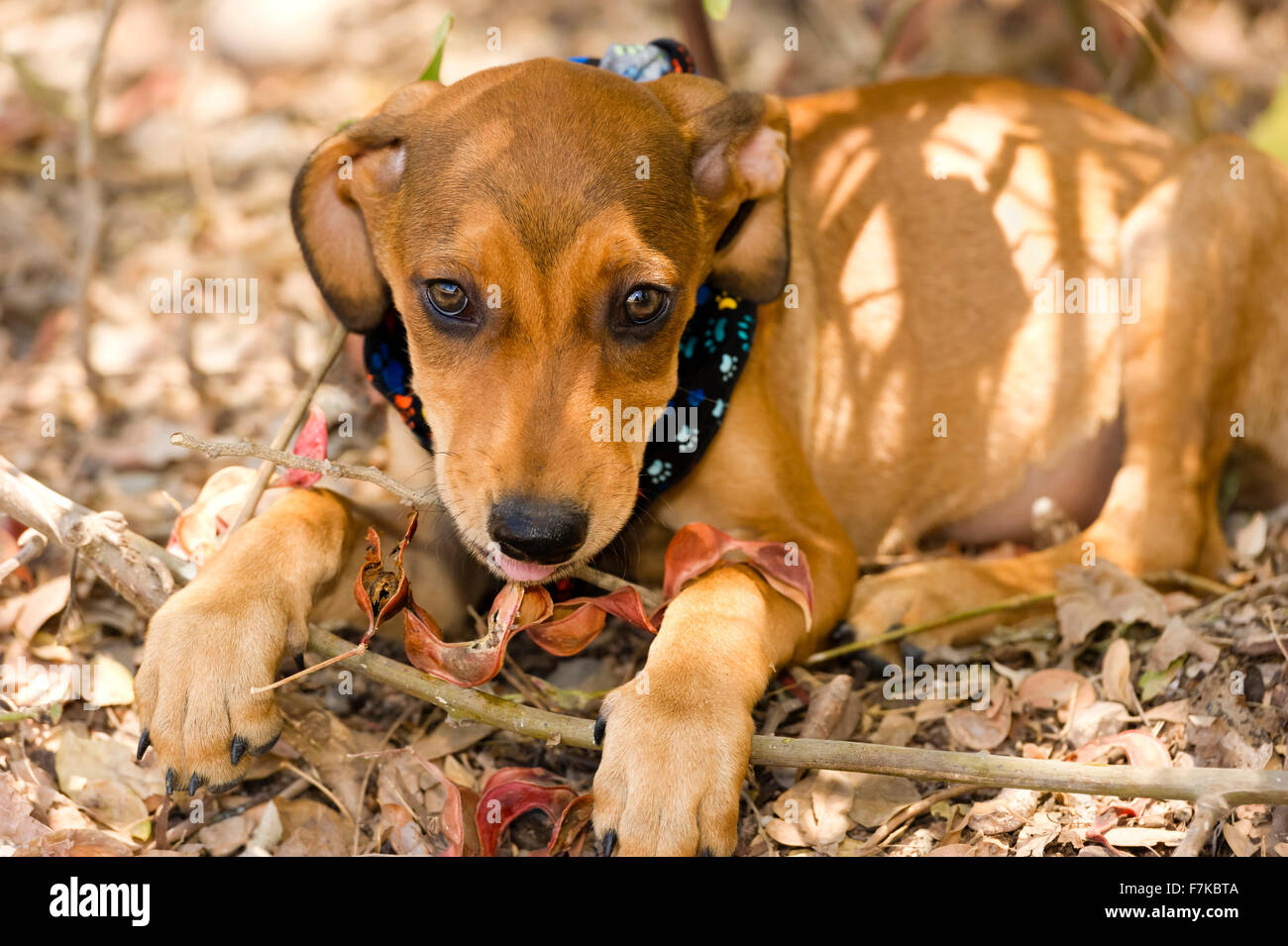 Cute cane faccia è un marrone adorabile cucciolo di cane con grandi occhi marroni e carino floppy orecchie cercando a destra a voi con stupore e curiosità Foto Stock