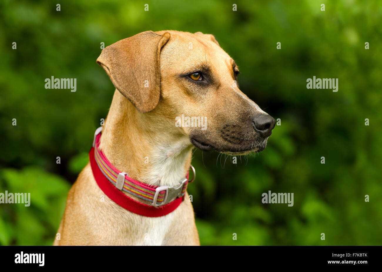 Dog Face è un ritratto di profilo di guardare un buon cane di grandi dimensioni all'aperto. Foto Stock