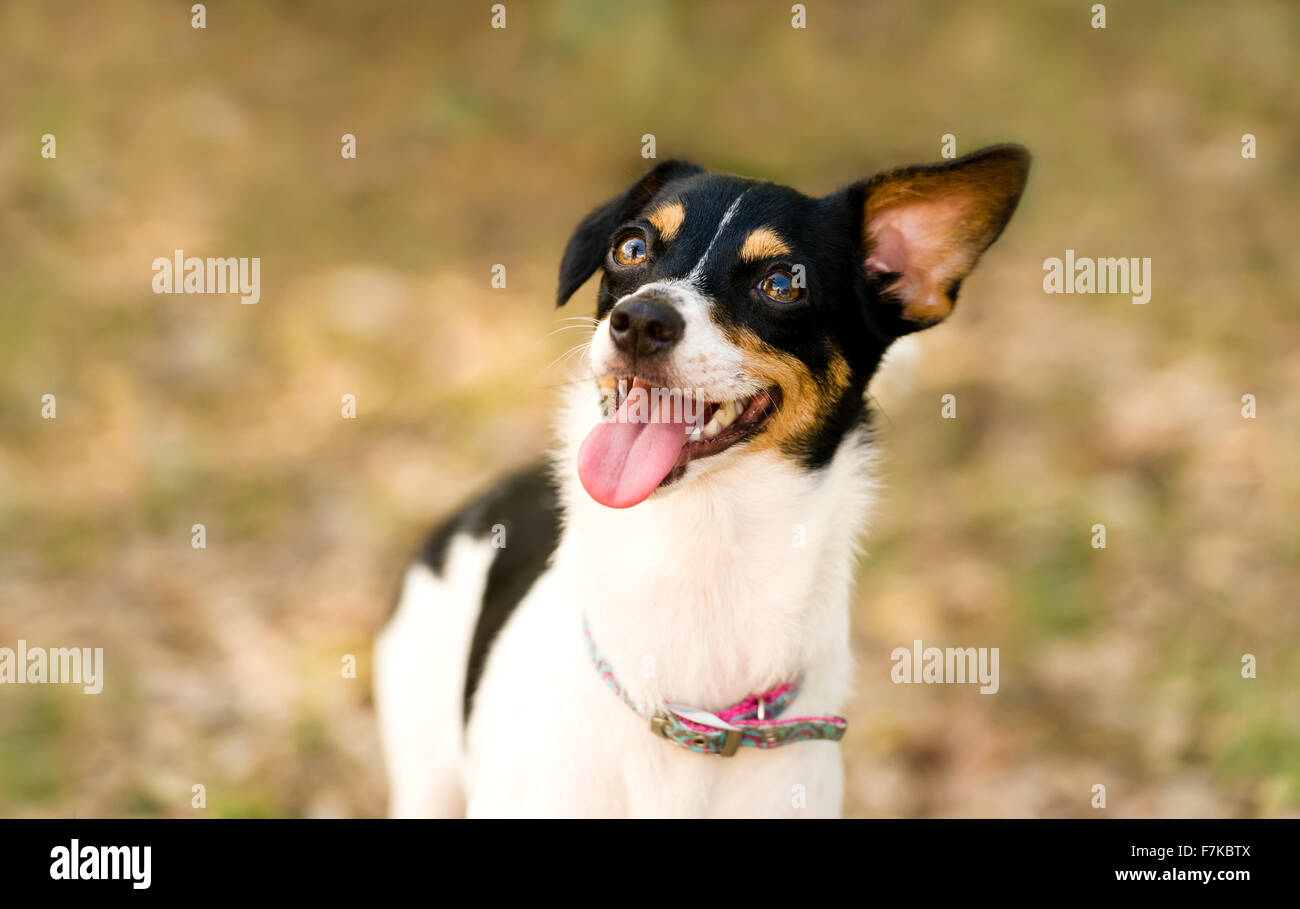 Crazy dog è un divertente wild eyed grazioso cucciolo di cane con la sua lingua penzoloni guardando come lui potrebbe essere un po' matti. Foto Stock
