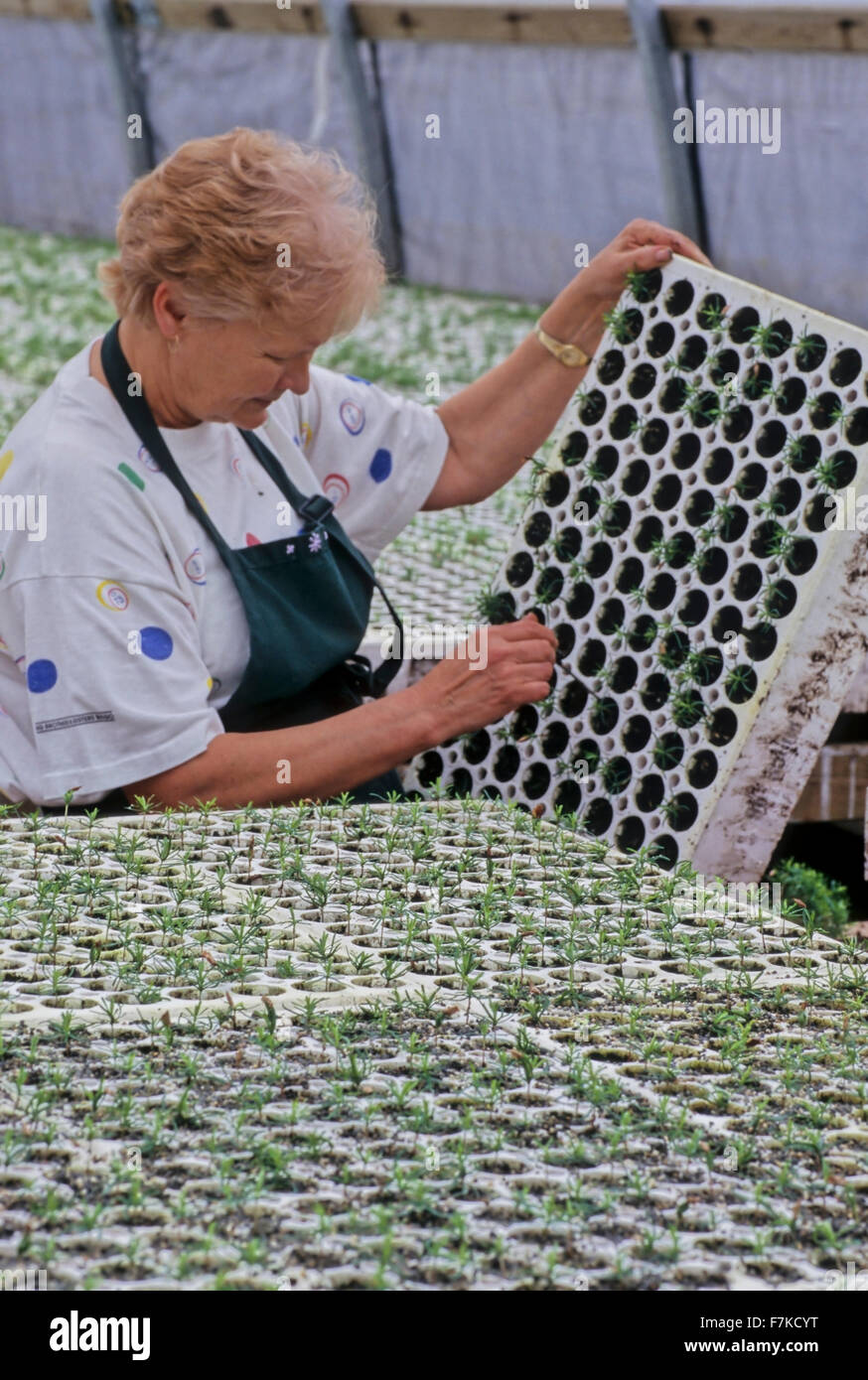 Lavoratore tendente albero giovane piantine in vivaio, Telkwa, British Columbia Foto Stock