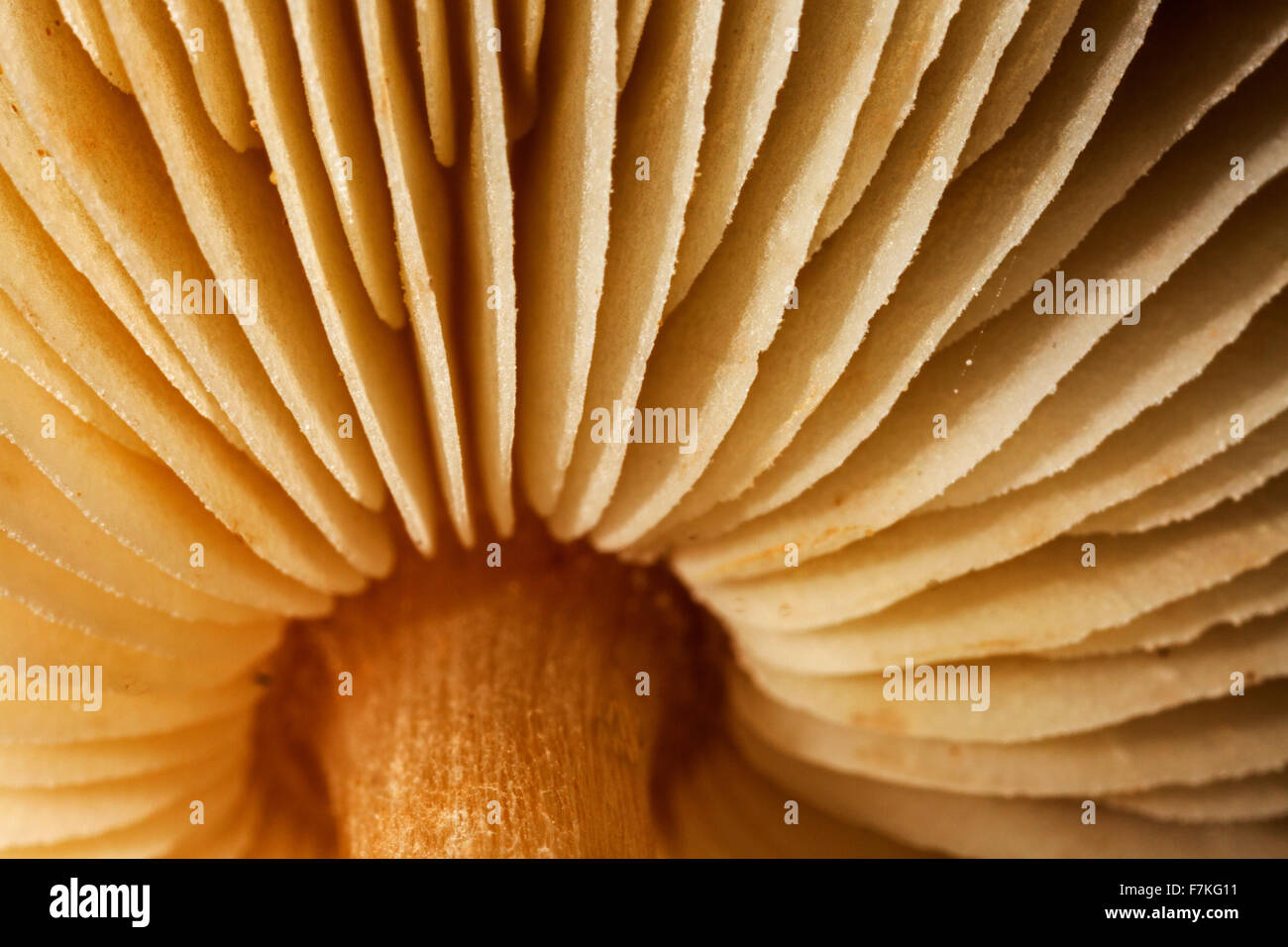 Testa a fungo, worm occhio della vista che mostra la parte inferiore del coperchio con le branchie / lamelle / Lamelle Foto Stock