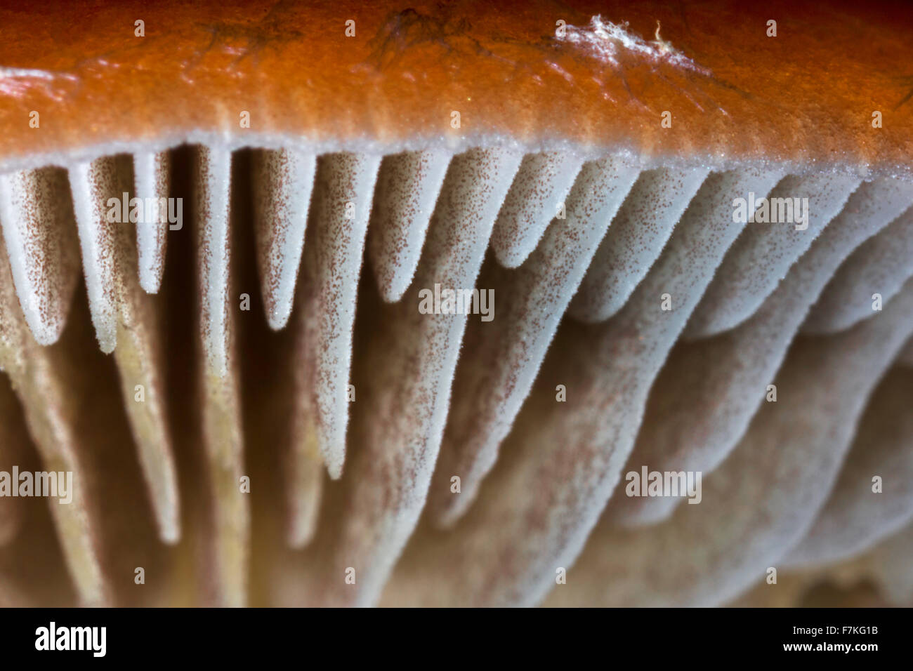 Testa a fungo, worm occhio della vista che mostra la parte inferiore del coperchio con le branchie / lamelle / Lamelle Foto Stock