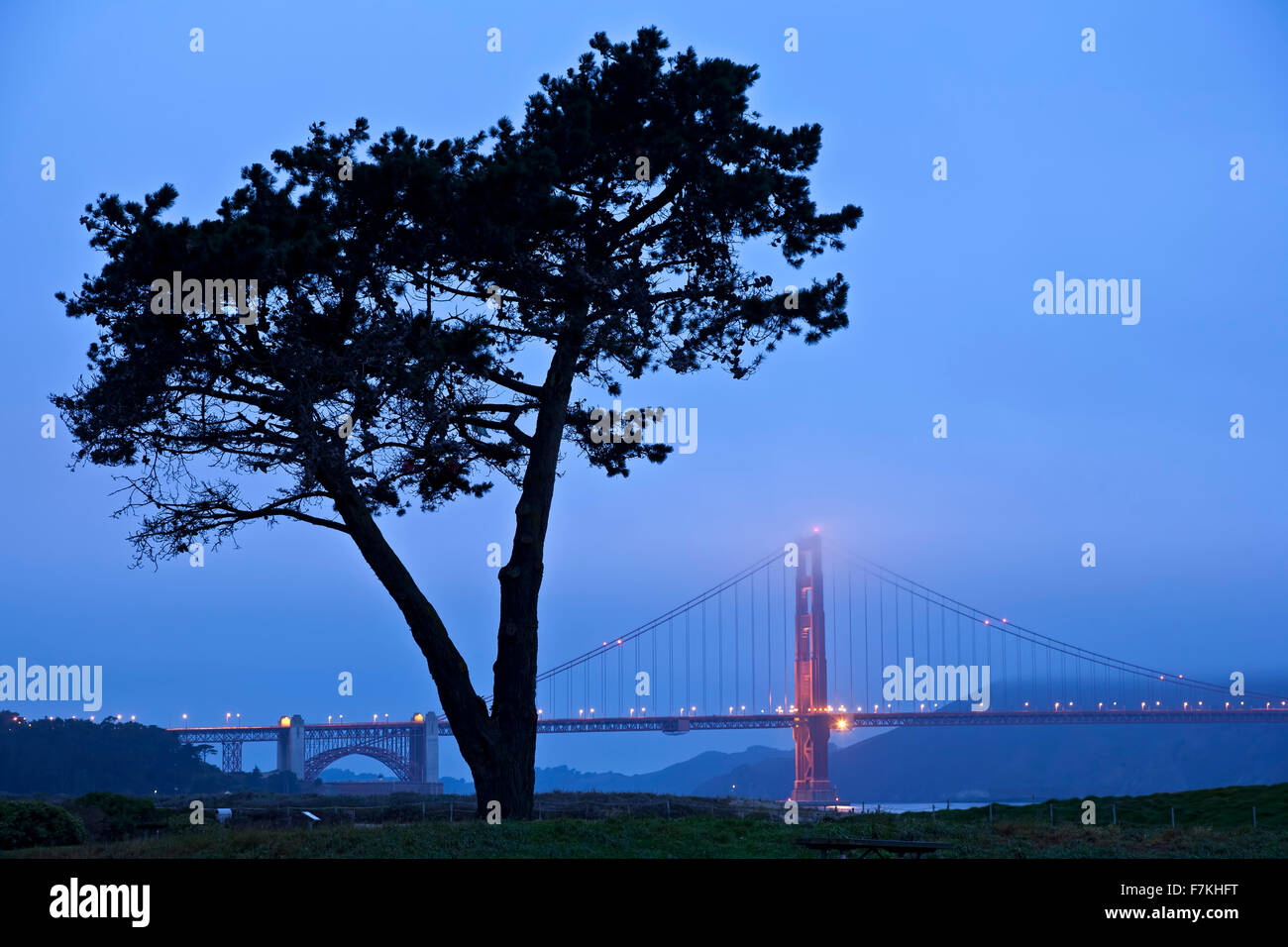 Albero e Golden Gate Bridge nella nebbia, San Francisco, California USA Foto Stock