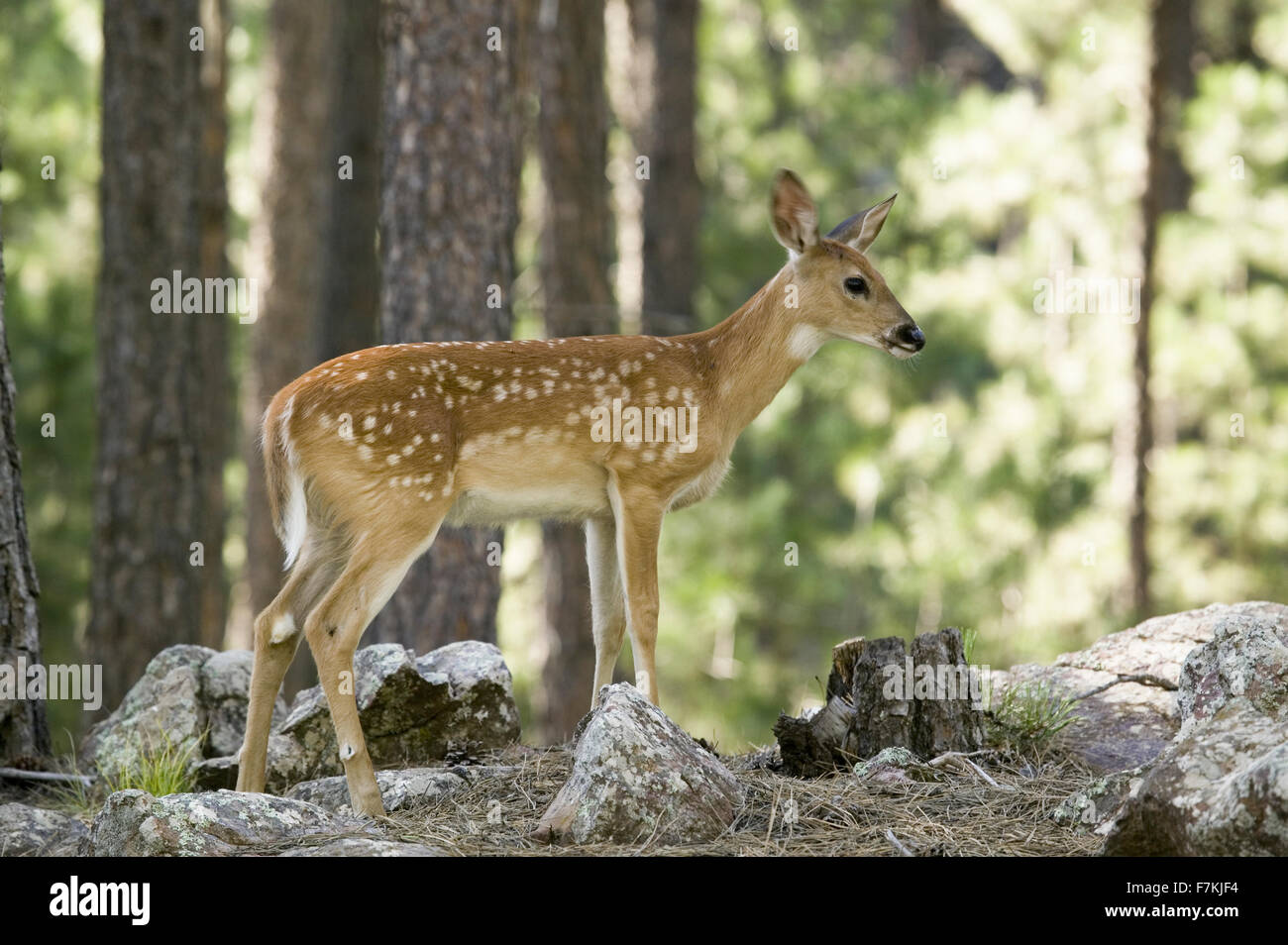 Baby cervi nel bosco di Black Hills, Dakota del Sud Foto Stock