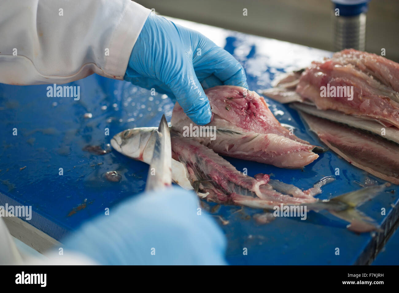 Sfilettatura pesce in una fabbrica per supermercato Foto Stock