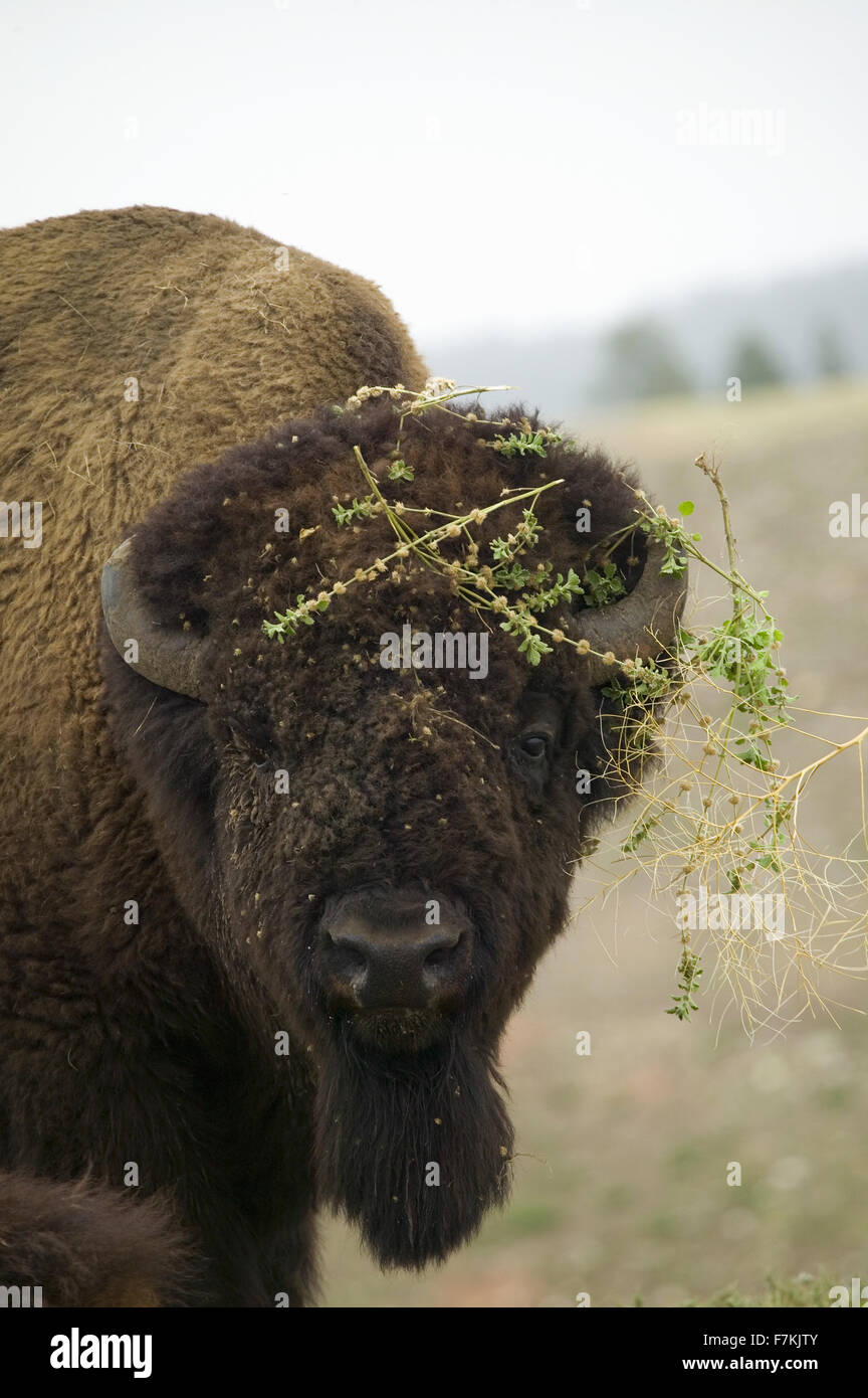Close-up di Bison o bufalo americano avente un brutto giorno per capelli, vicino a Buffalo Gap, Dakota del Sud Foto Stock
