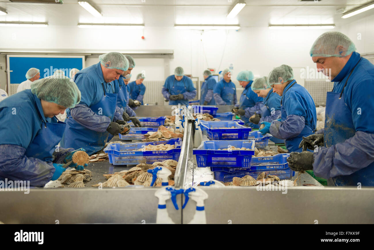 I lavoratori stranieri in un Regno Unito fabbrica di pesce Foto Stock