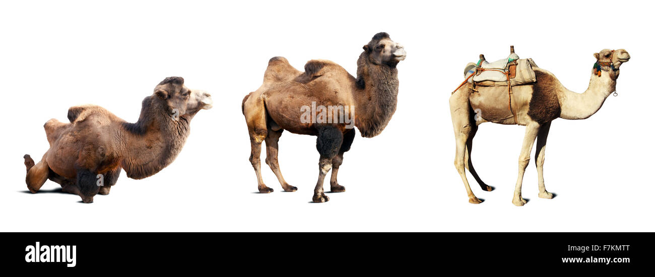 Set di cammelli. Isolato su sfondo bianco con ombra Foto Stock