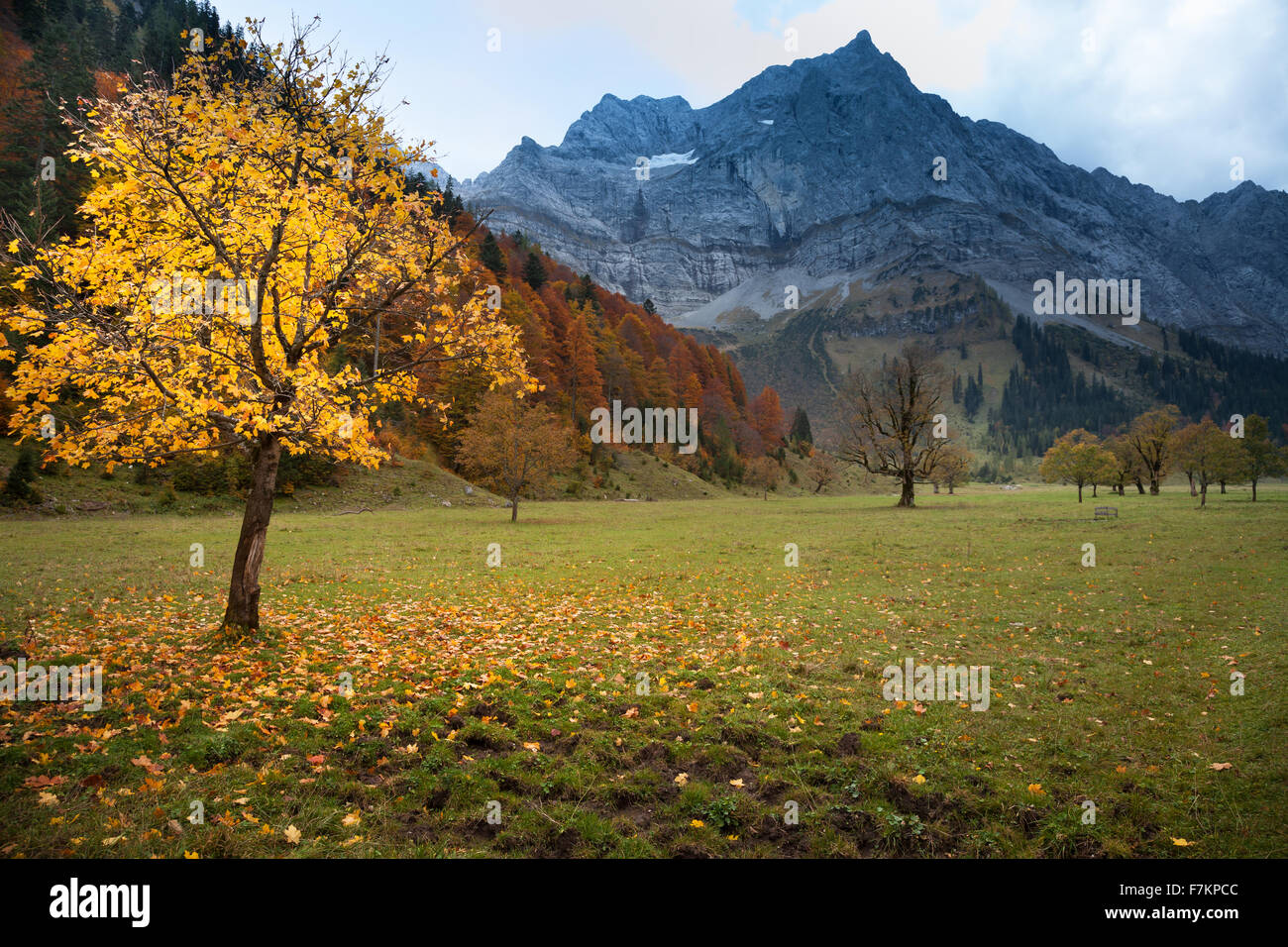 Autunno paesaggio di montagna delle Alpi con acero Foto Stock