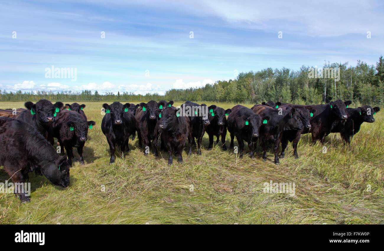 Galloway Black Angus X bovini da carne in pascolo. Foto Stock