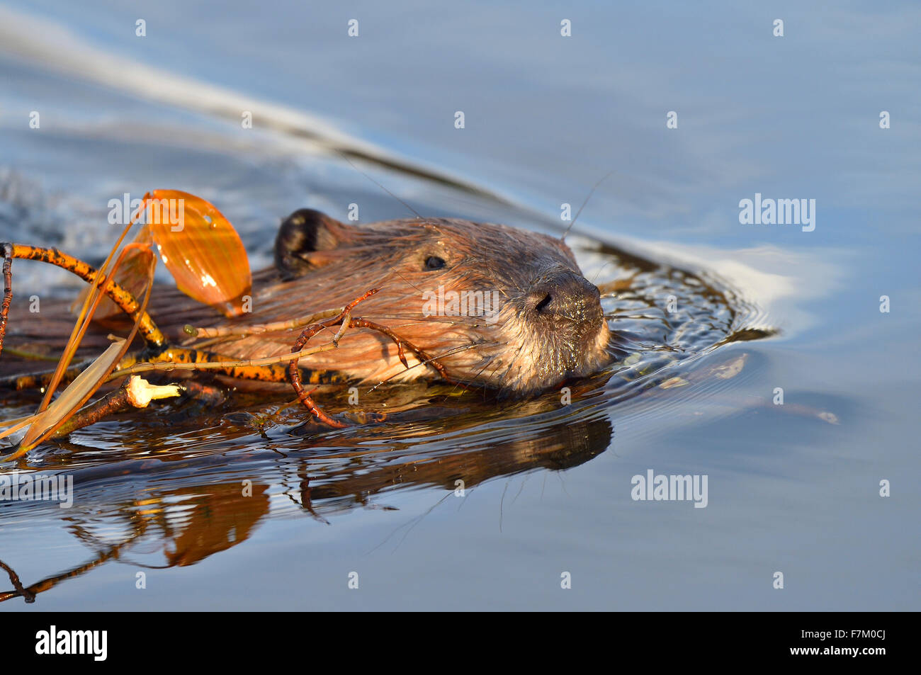Un wild beaver "Castor canadenis', nuoto con un carico di rami per l' approvvigionamento alimentare Foto Stock
