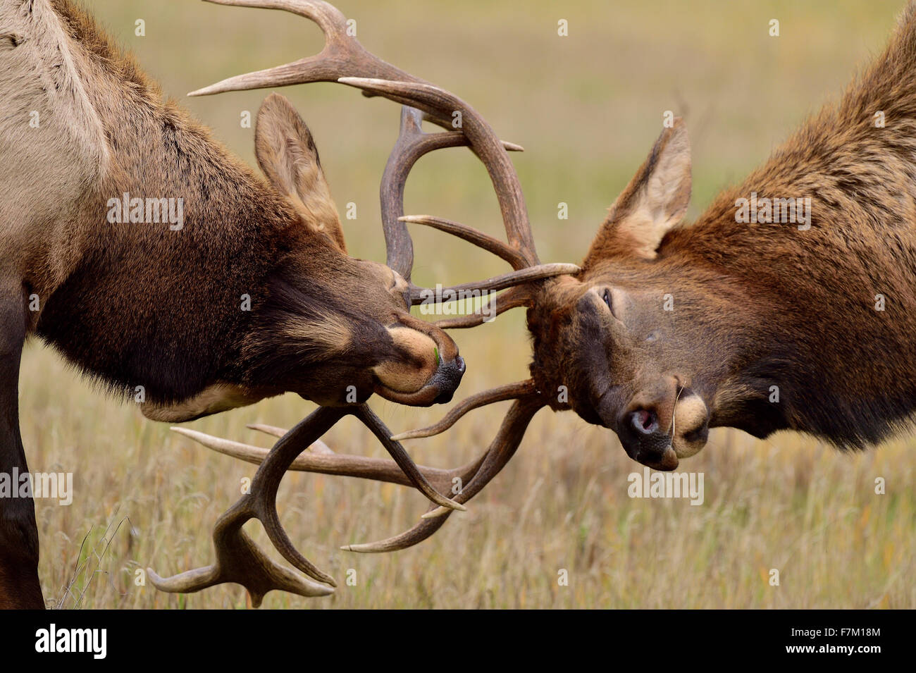 Una chiusura di due giovani bull elk Cervus elaphus, in una battaglia durante la routine in Jasper National Park in Alberta, Canada. Foto Stock
