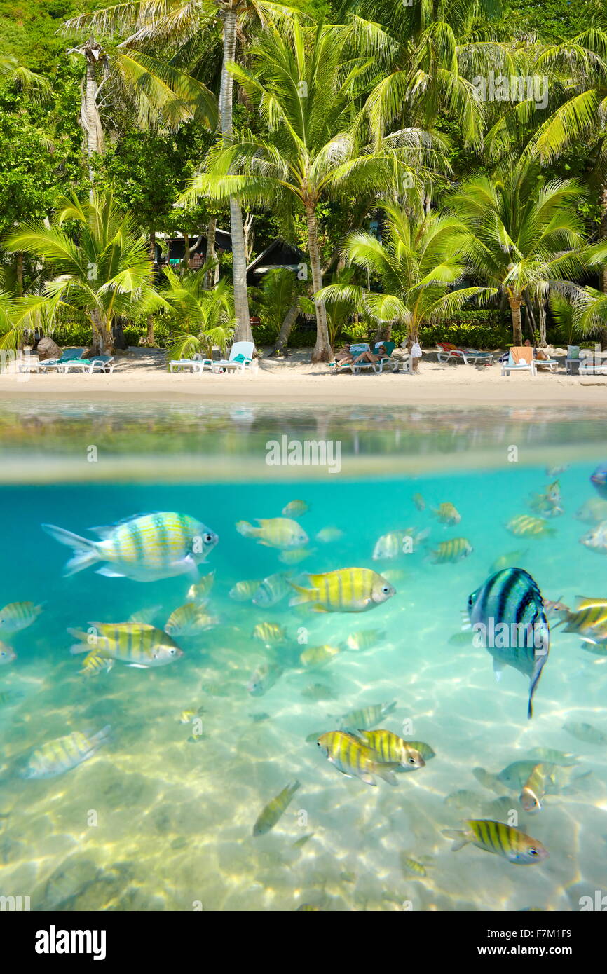 Thailandia - subacquea tropicale con vista sul mare con pesce a Ko Samet Island Beach, Thailandia, Asia Foto Stock
