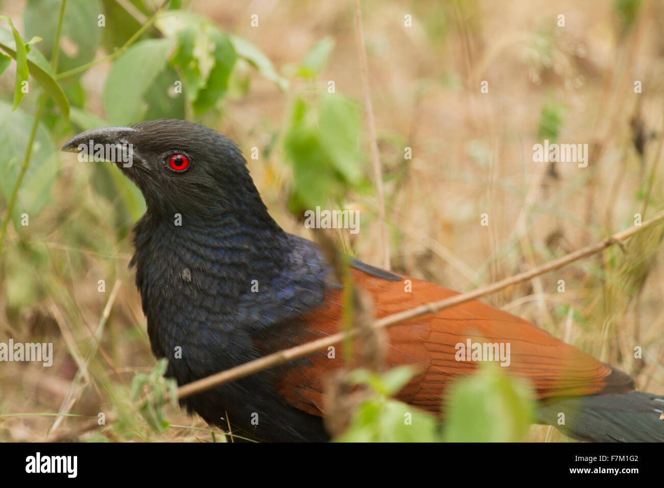 Cucal uccello Foto Stock