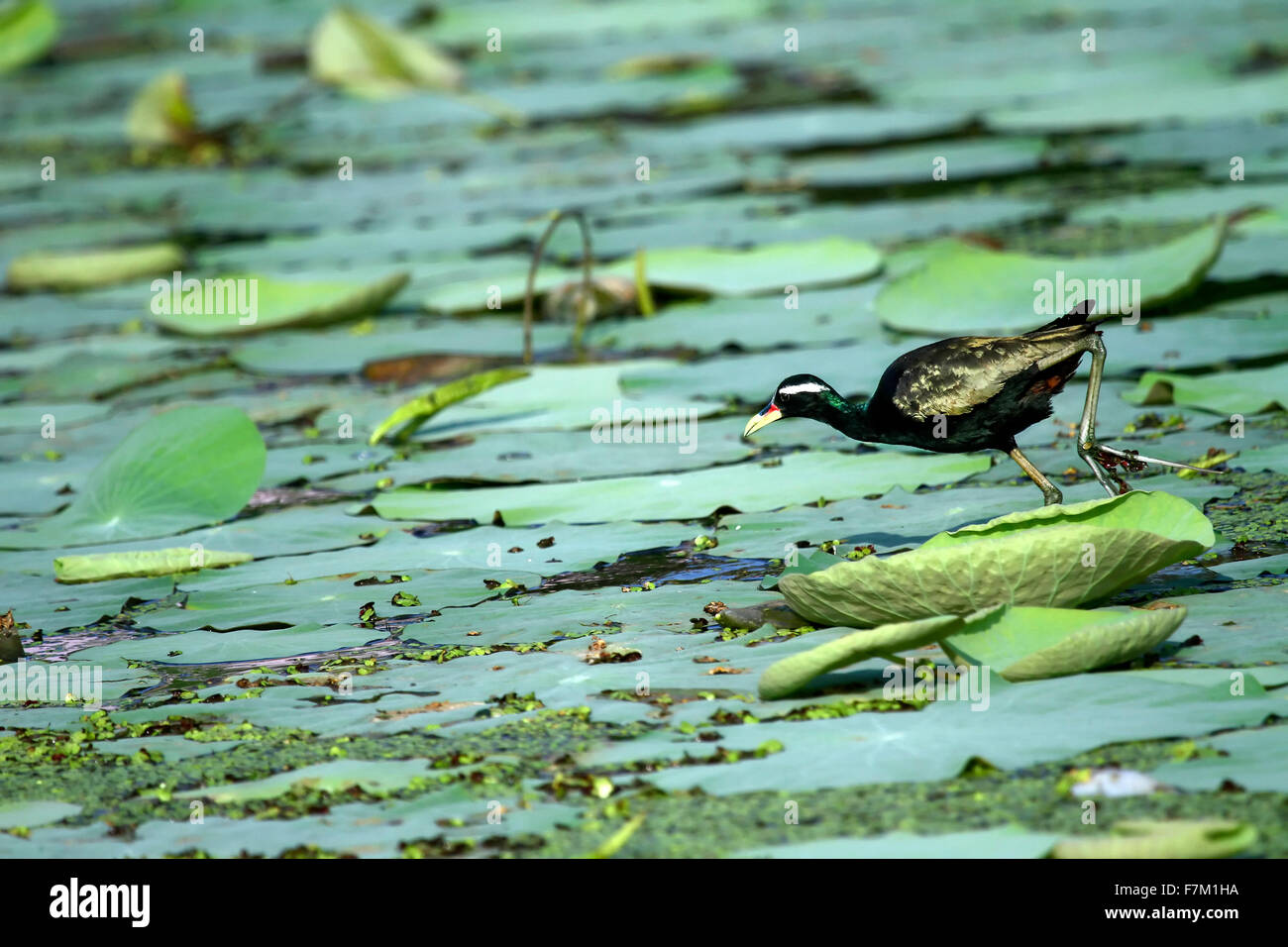 Bird (bronzo-winged Jacana) passeggiate nello stagno Foto Stock