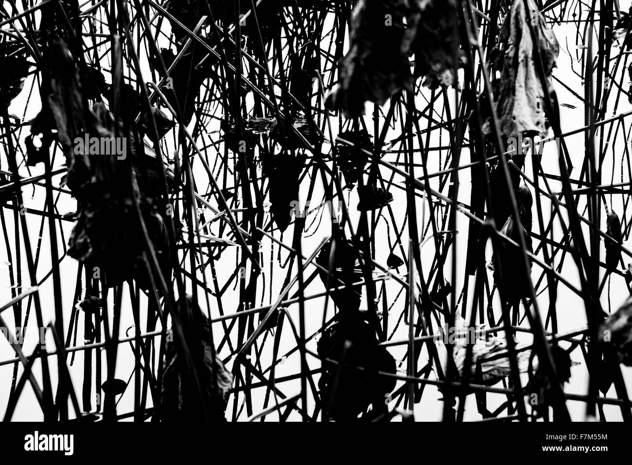 Lotus lascia,Shinobazu Pond,il Parco Ueno,Taito-Ku,Tokyo Giappone Foto Stock