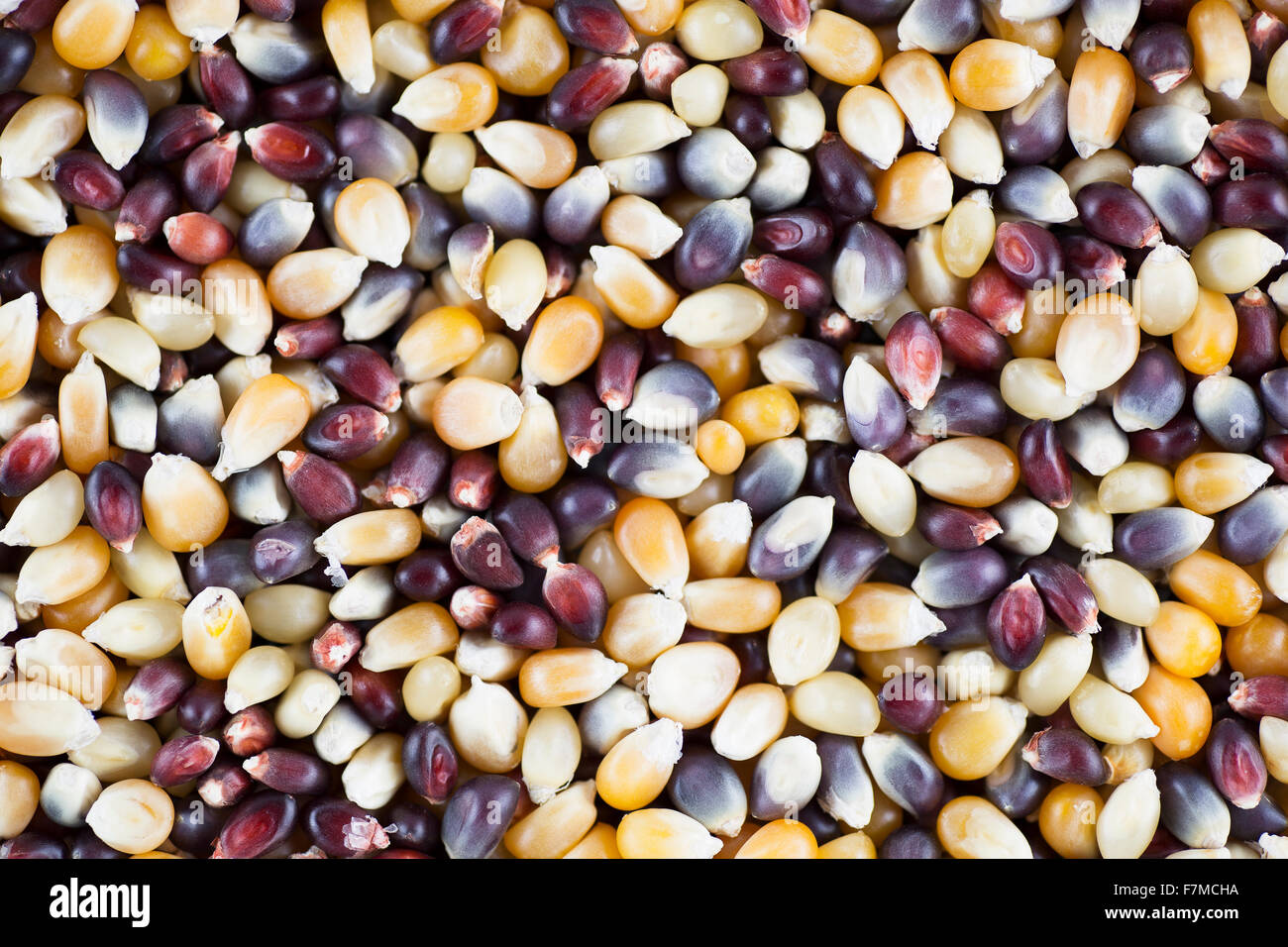 Blu, rosso e giallo di popcorn kernel sfondo alimentare. Foto Stock
