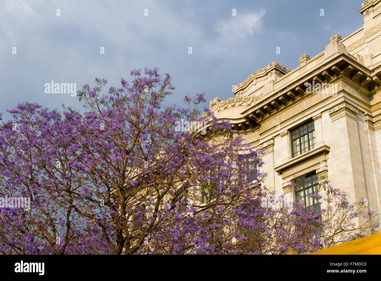 Struttura Jacaranda fuori se dal Palazzo delle Bellas Artes di Città del Messico, Messico Foto Stock