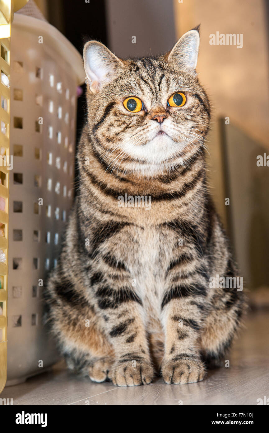 Addomesticazione fluffy pet cat seduto con grandi occhi Foto Stock