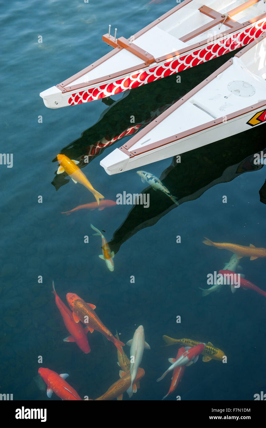 La scolarizzazione di carpe colorate in acqua Foto Stock