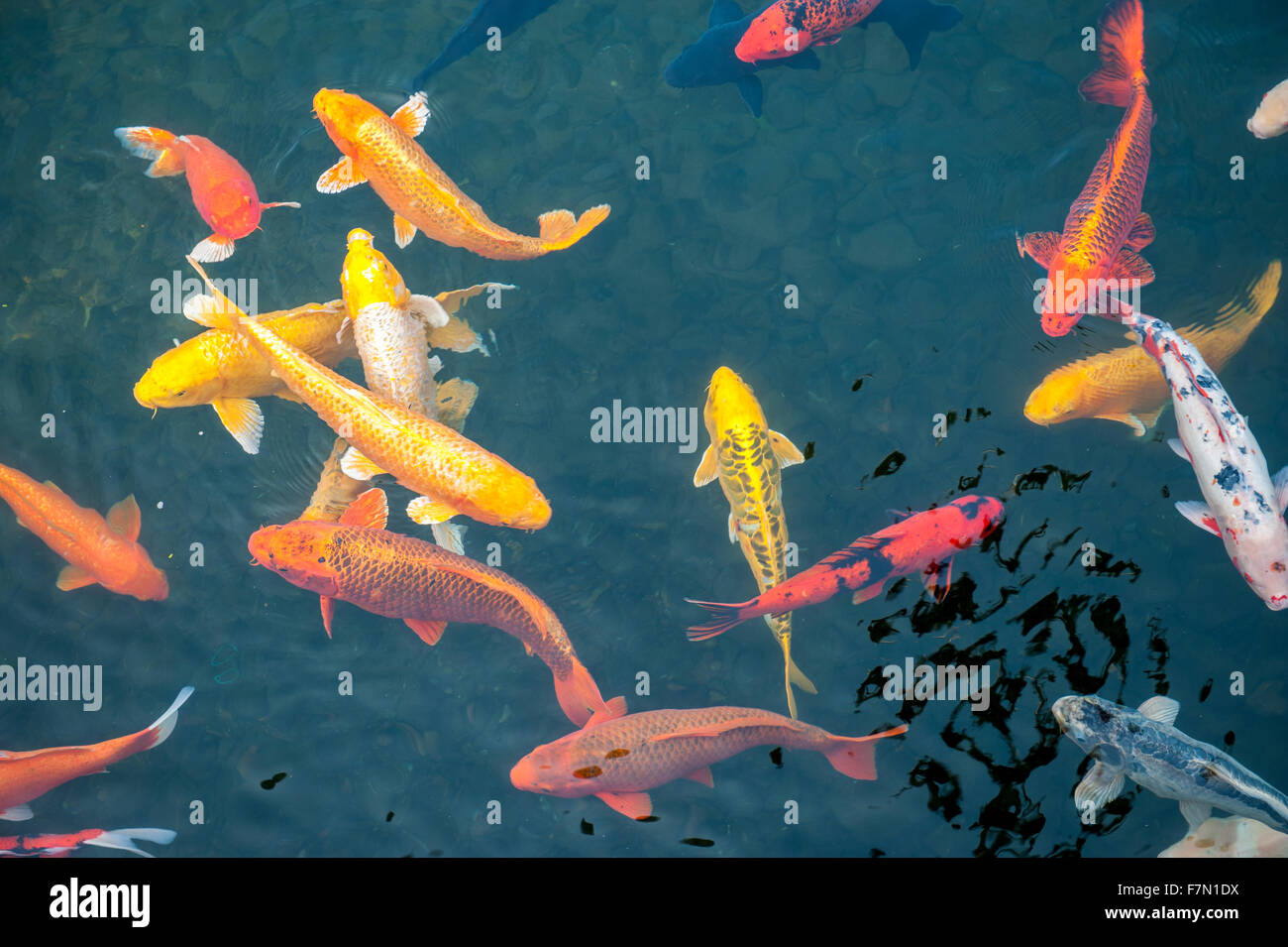 La scolarizzazione di carpe colorate in acqua Foto Stock