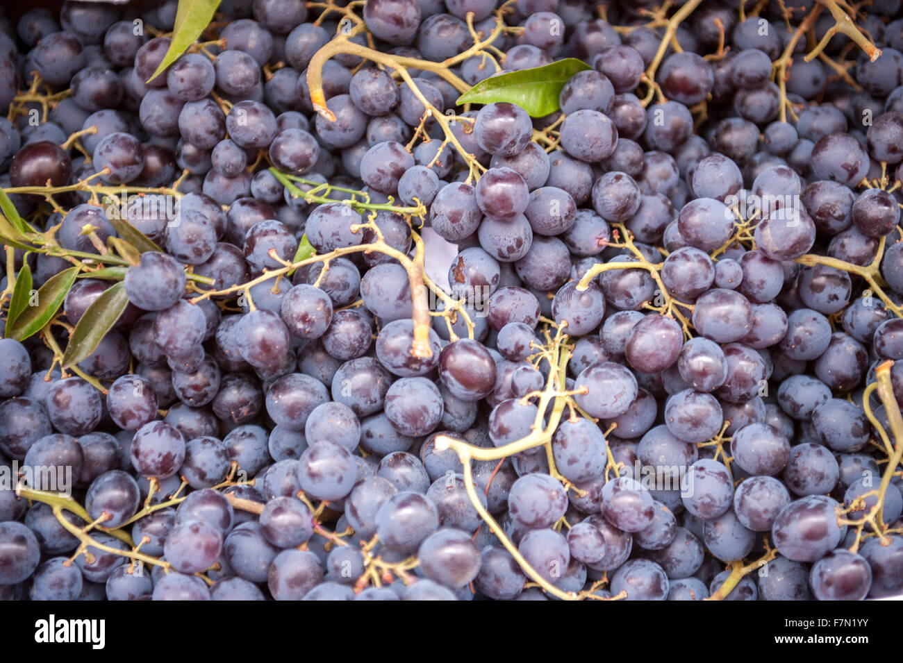 Una grande quantità di colore viola uva e stocchi Foto Stock