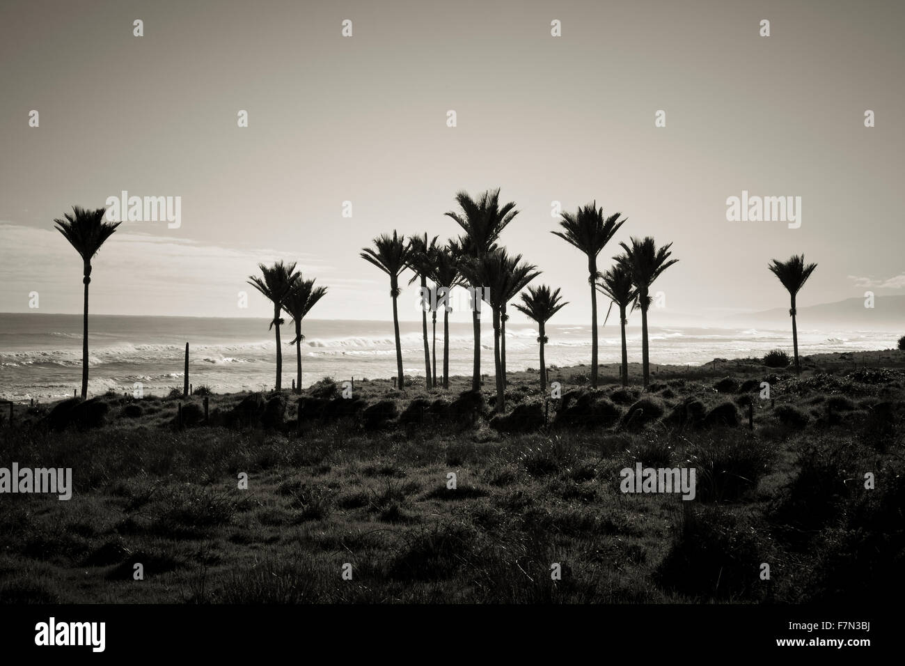 Nikau palme sulla West Coast Beach, Isola del Sud, Nuova Zelanda Foto Stock