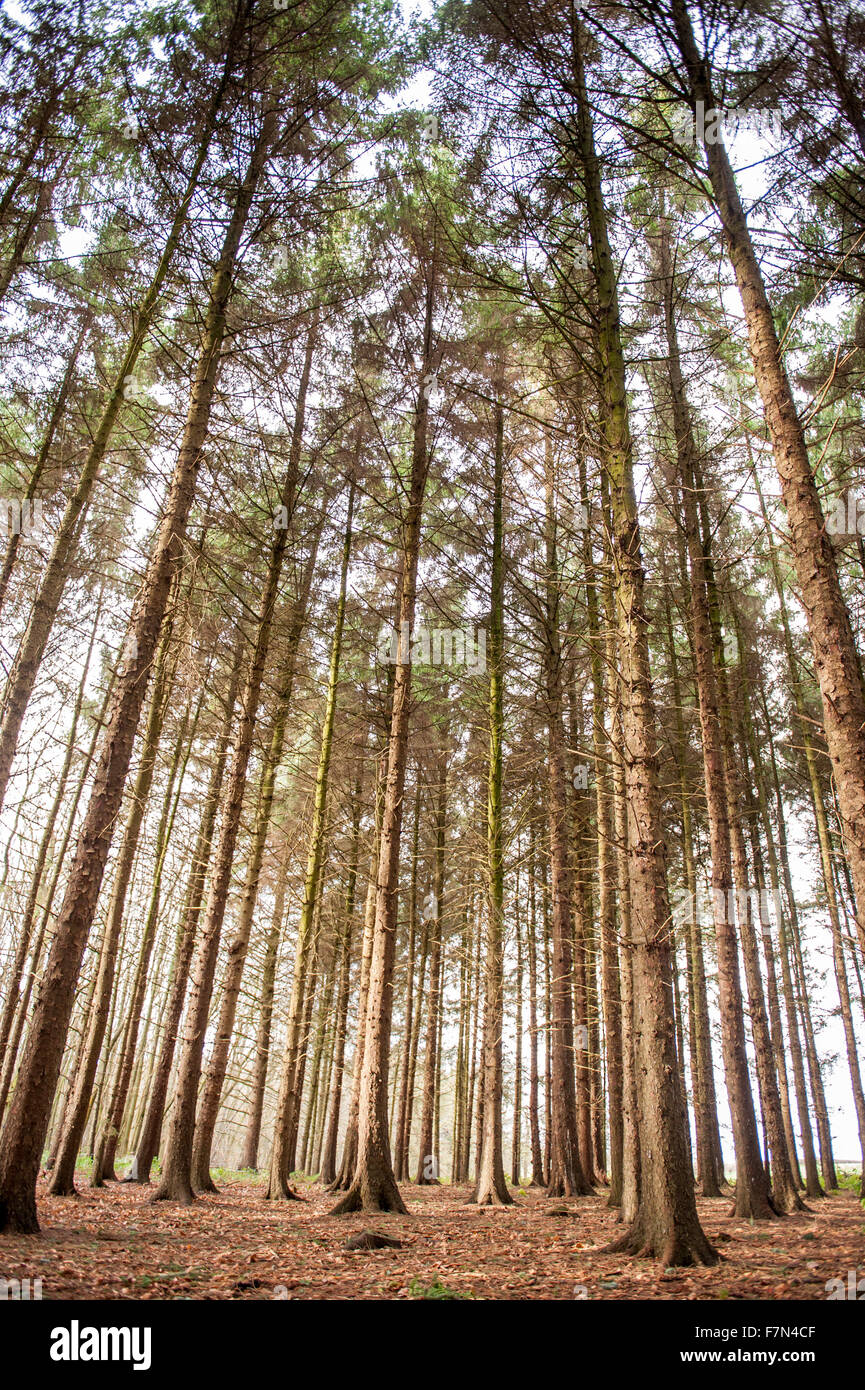 Foresta di alberi e piante Foto Stock