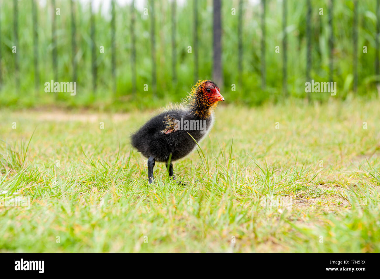 Una nuova giovane nato Moorhen bird camminare sull'erba Foto Stock