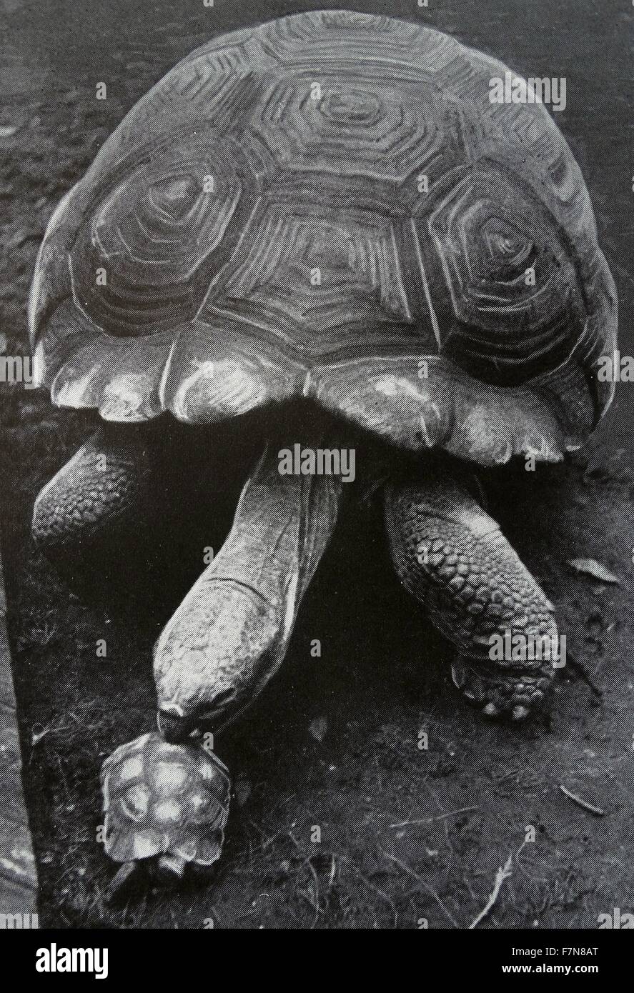 Fotografia di due tartarughe, Big Claus e poco Claus, i quali differiscono notevolmente in termini di dimensioni. Datato 1947 Foto Stock