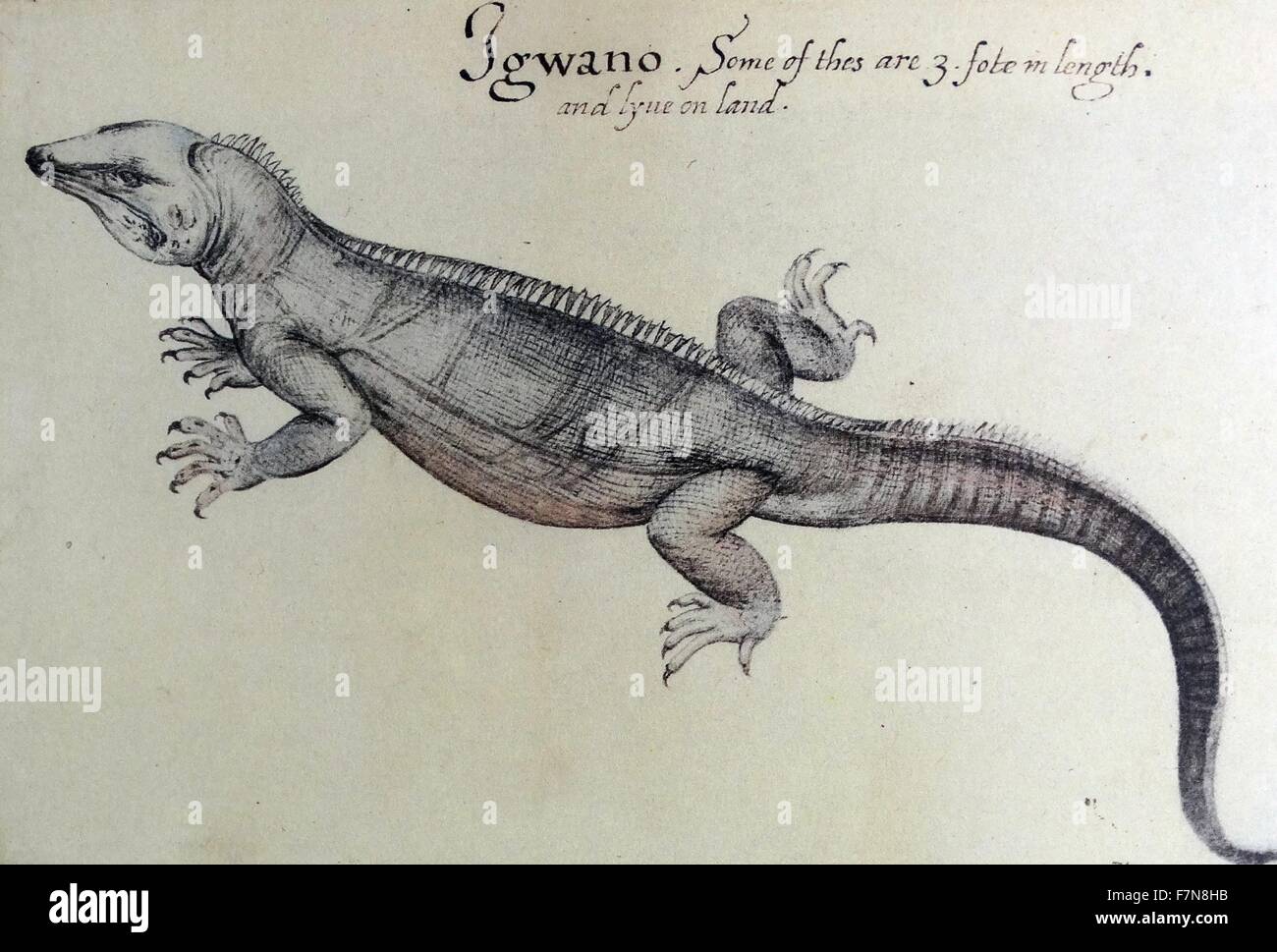 Acquerello di un iguana da Giovanni Bianco creato (1585-1586). Foto Stock