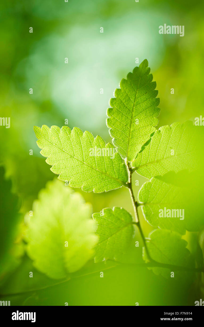 Natura fresca foto con foglie verdi Foto Stock