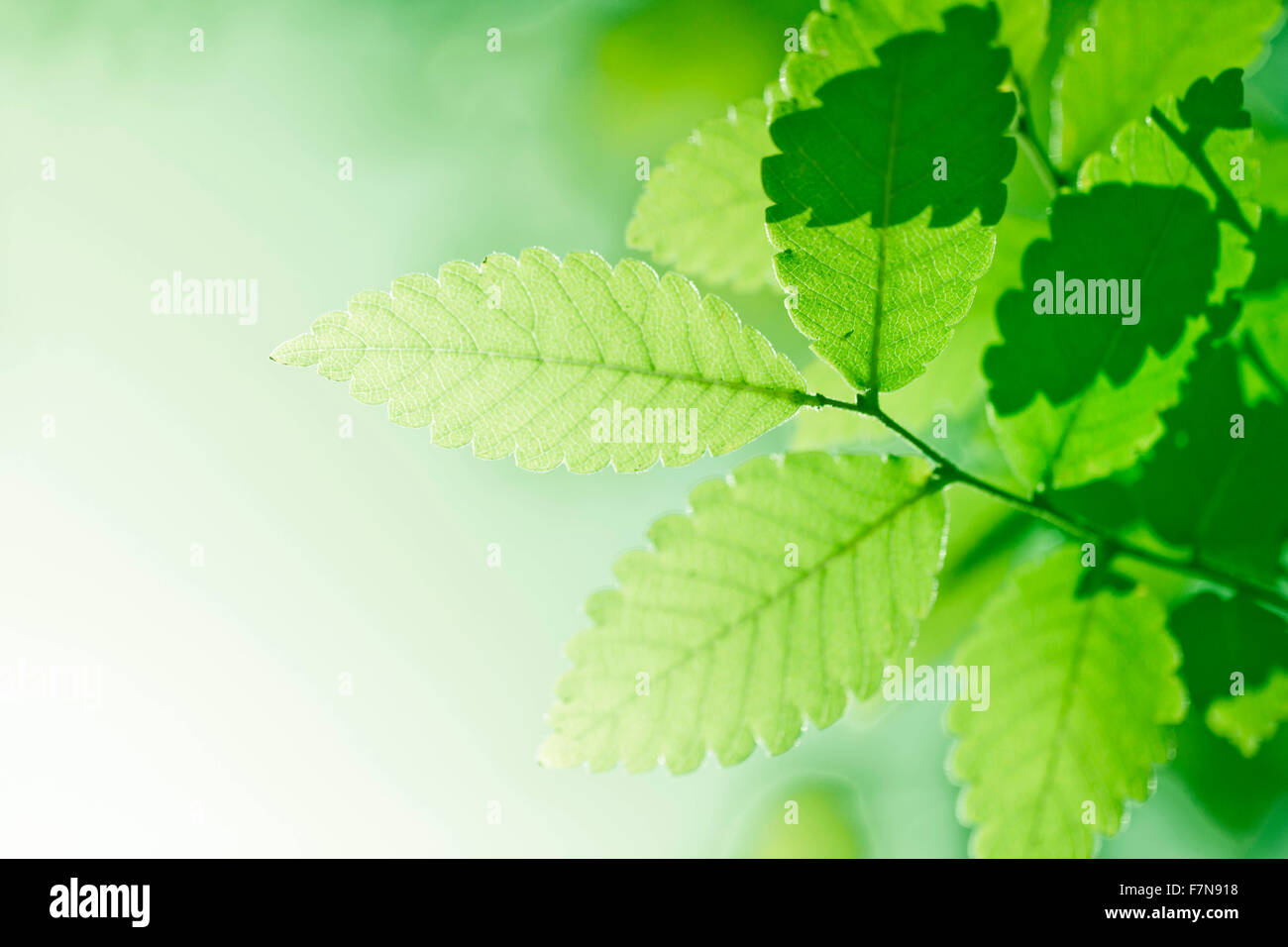 Natura fresca foto con foglie verdi Foto Stock