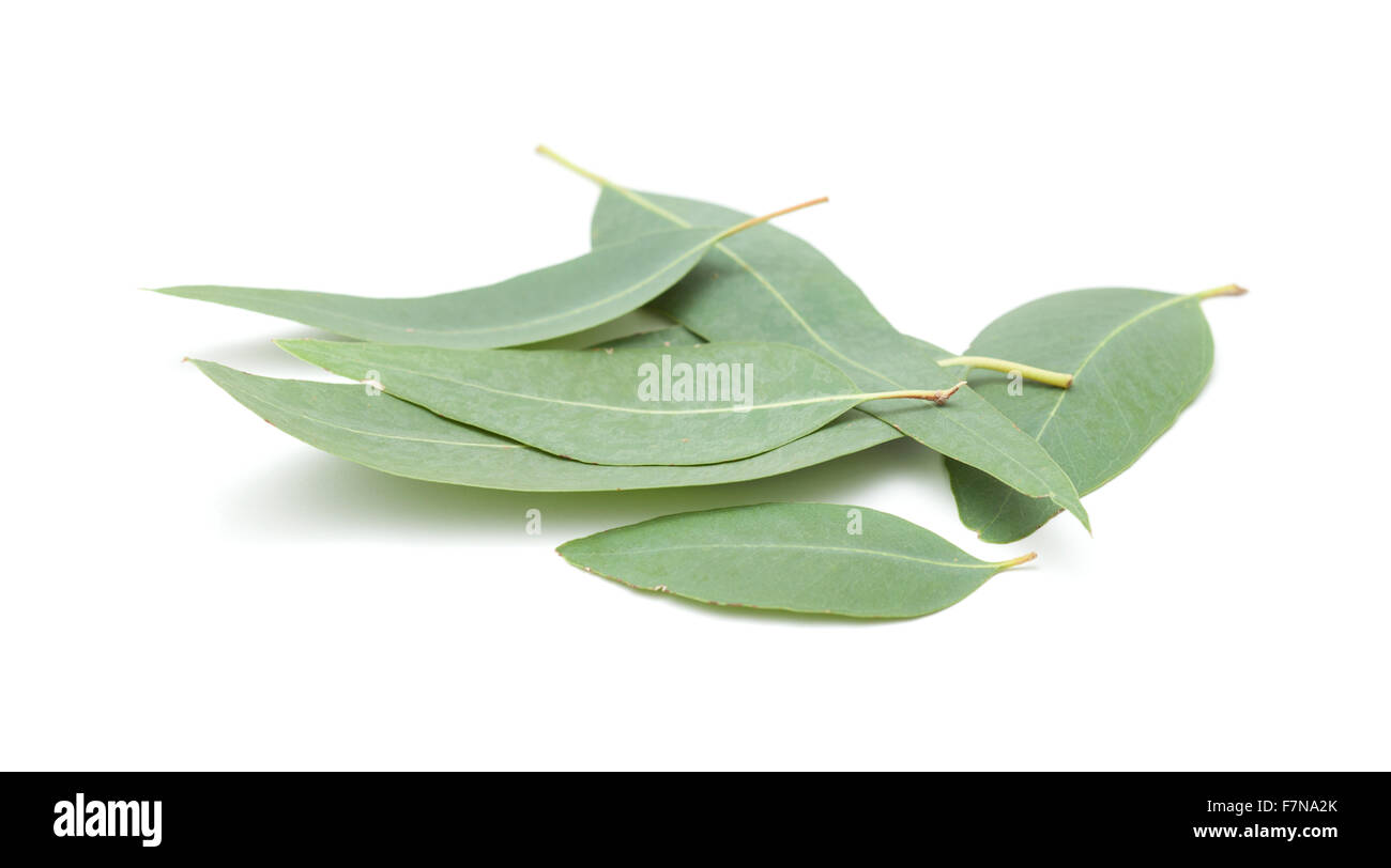 Eukalyptus fresche foglie isolati su sfondo bianco Foto Stock