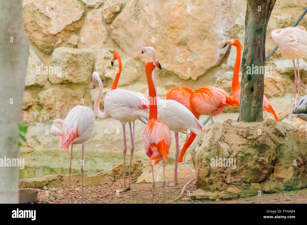 Un gruppo di Caraibi e fenicotteri maggiore in piedi nell'acqua. Distinti per la loro vibrante arancione - piumaggio di colore rosa, dispari becco sha Foto Stock