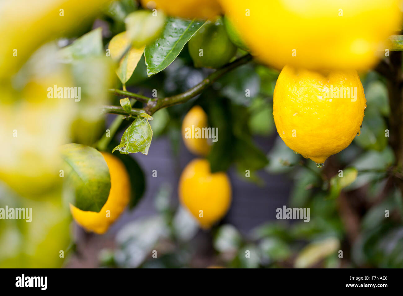 Luminoso giallo dei limoni su un organico di Limone Meyer tree Foto Stock