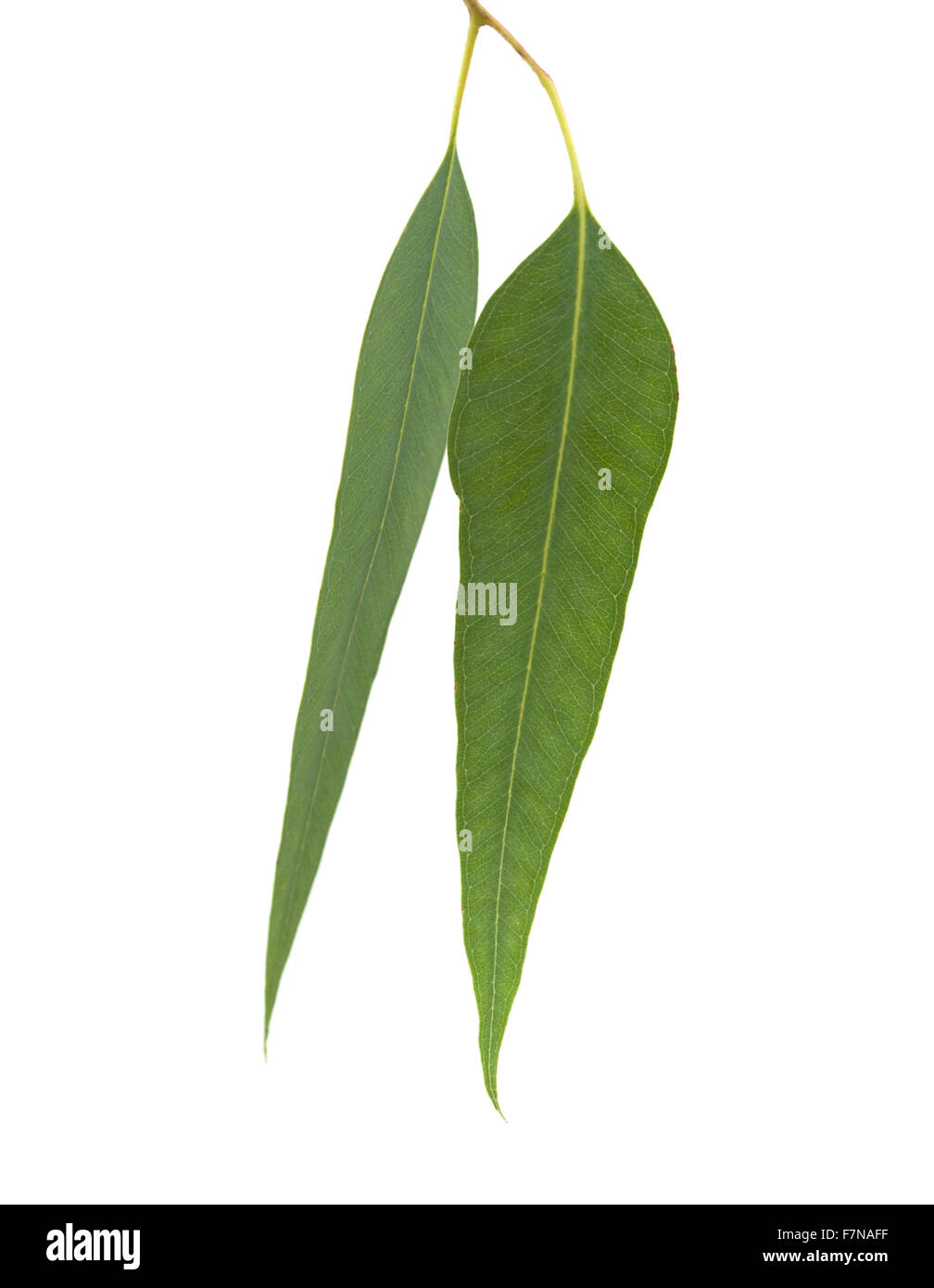 Eukalyptus fresche foglie isolati su sfondo bianco Foto Stock