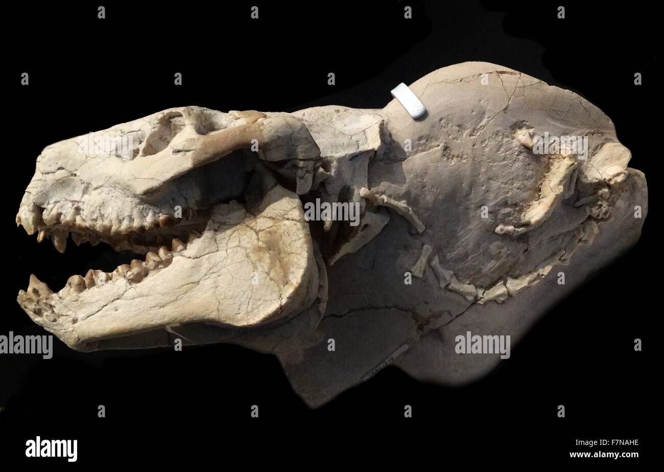 Cranio di un Merycoidofon, un genere estinto di erbivoro terrestre. Datata tardo Miocene Eocene-Early Foto Stock