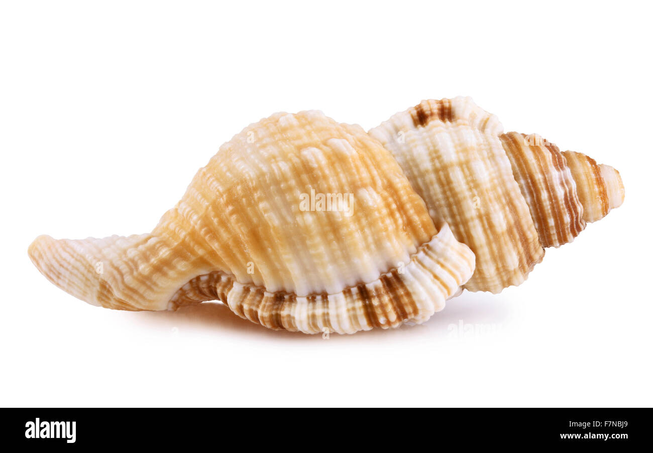 Seashell isolato su sfondo bianco per il vostro design Foto Stock