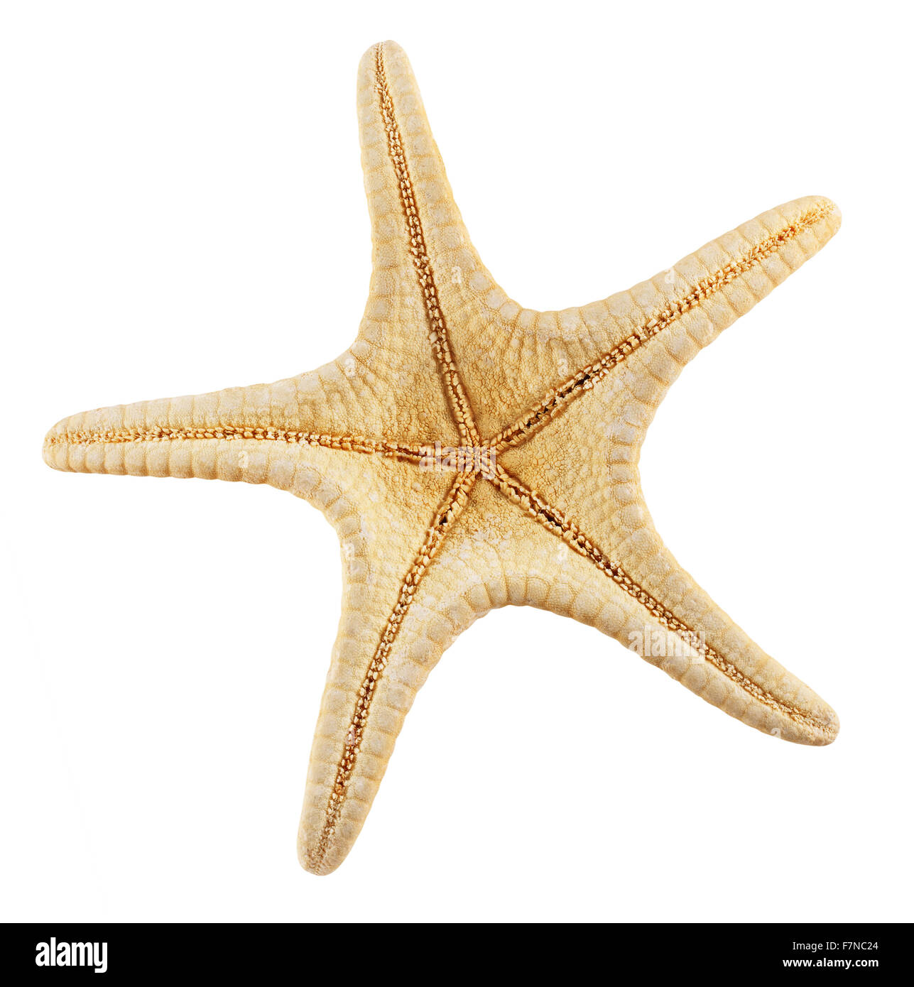 Starfish isolati su sfondo bianco. Tracciato di ritaglio Foto Stock