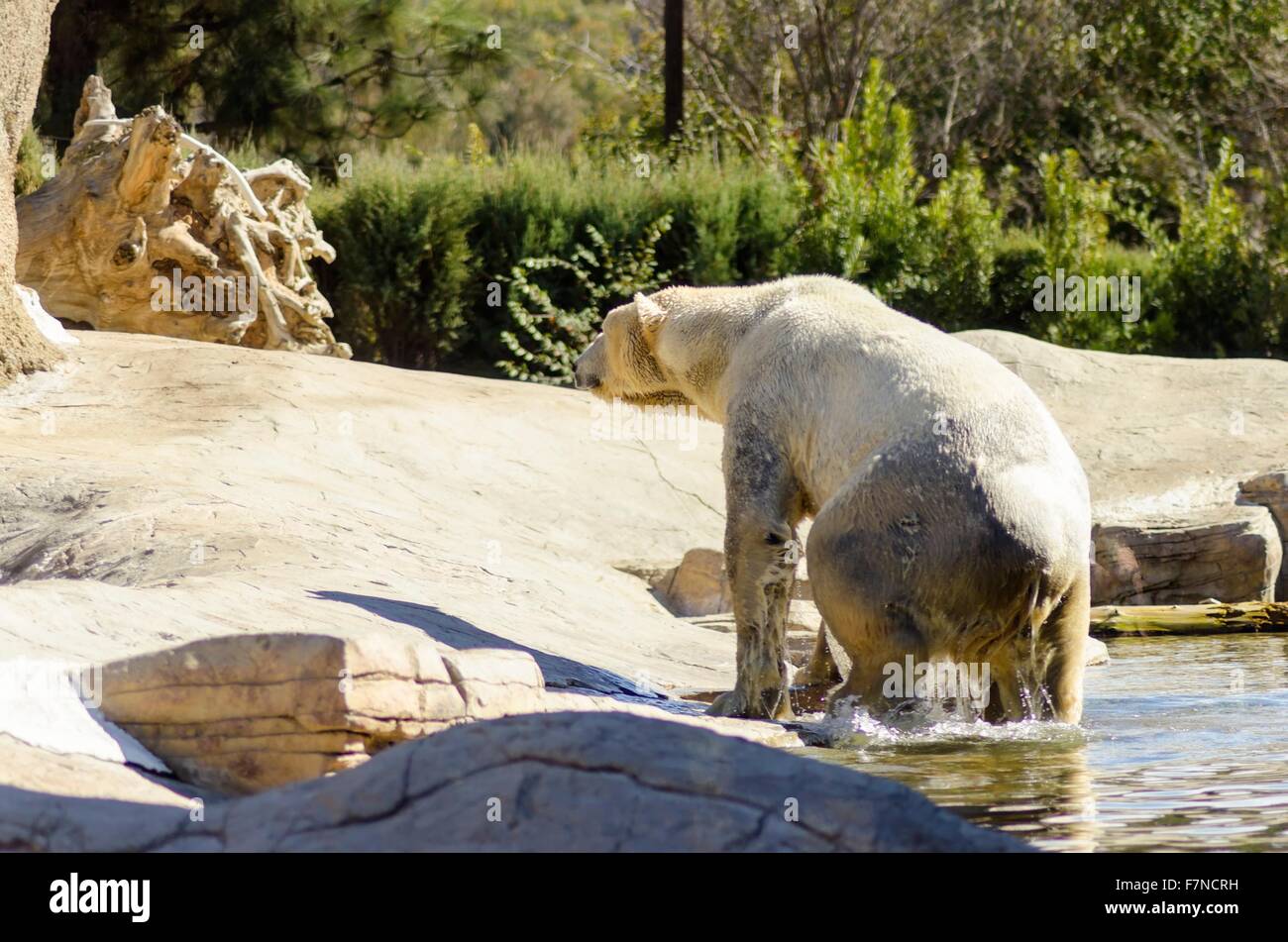 Un wet white orso polare in uscita dell'acqua a riposo. Si tratta di un molto potenti e pesanti che animale è reso un pericolo s Foto Stock