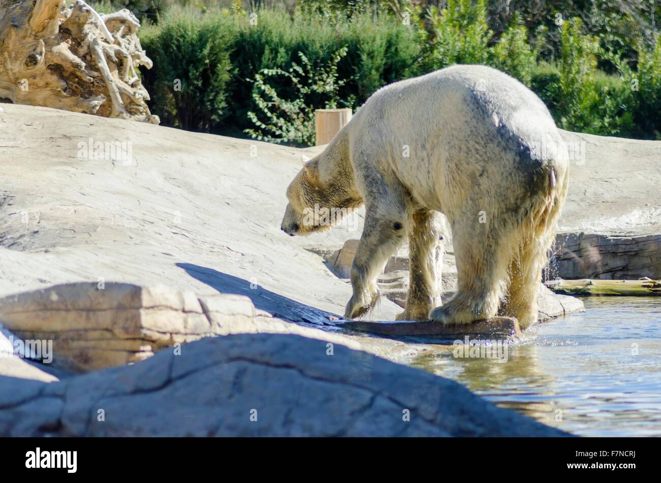 Un wet white polar bear walking, la fuoriuscita dell'acqua a riposo. Si tratta di un molto potenti e pesanti che animale è reso un fine Foto Stock
