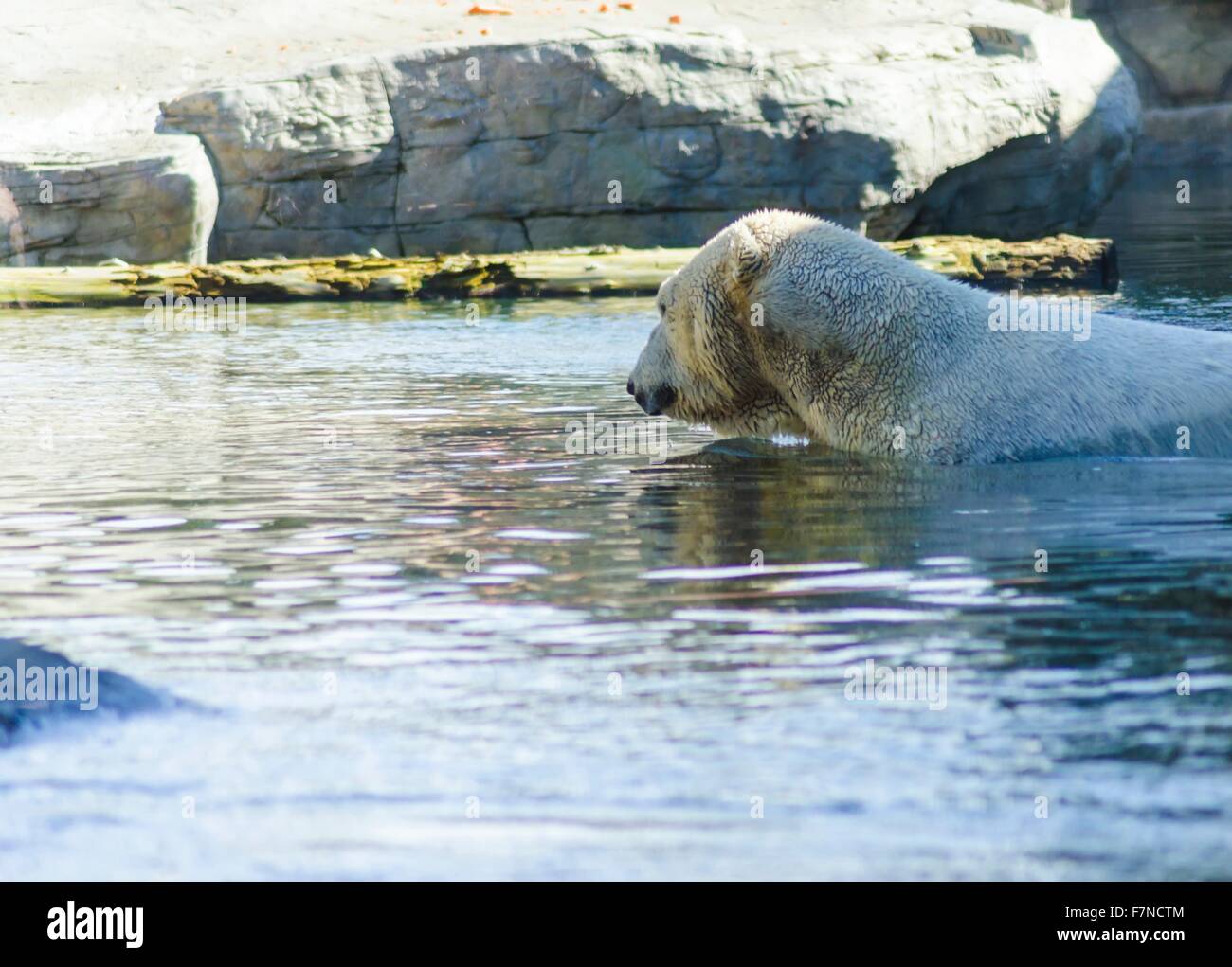 Un bianco polar bear emersa nella piscina di acqua con la sua testa sulla superficie utilizzando le sue zampe anteriori anteriori per la propulsione. Foto Stock
