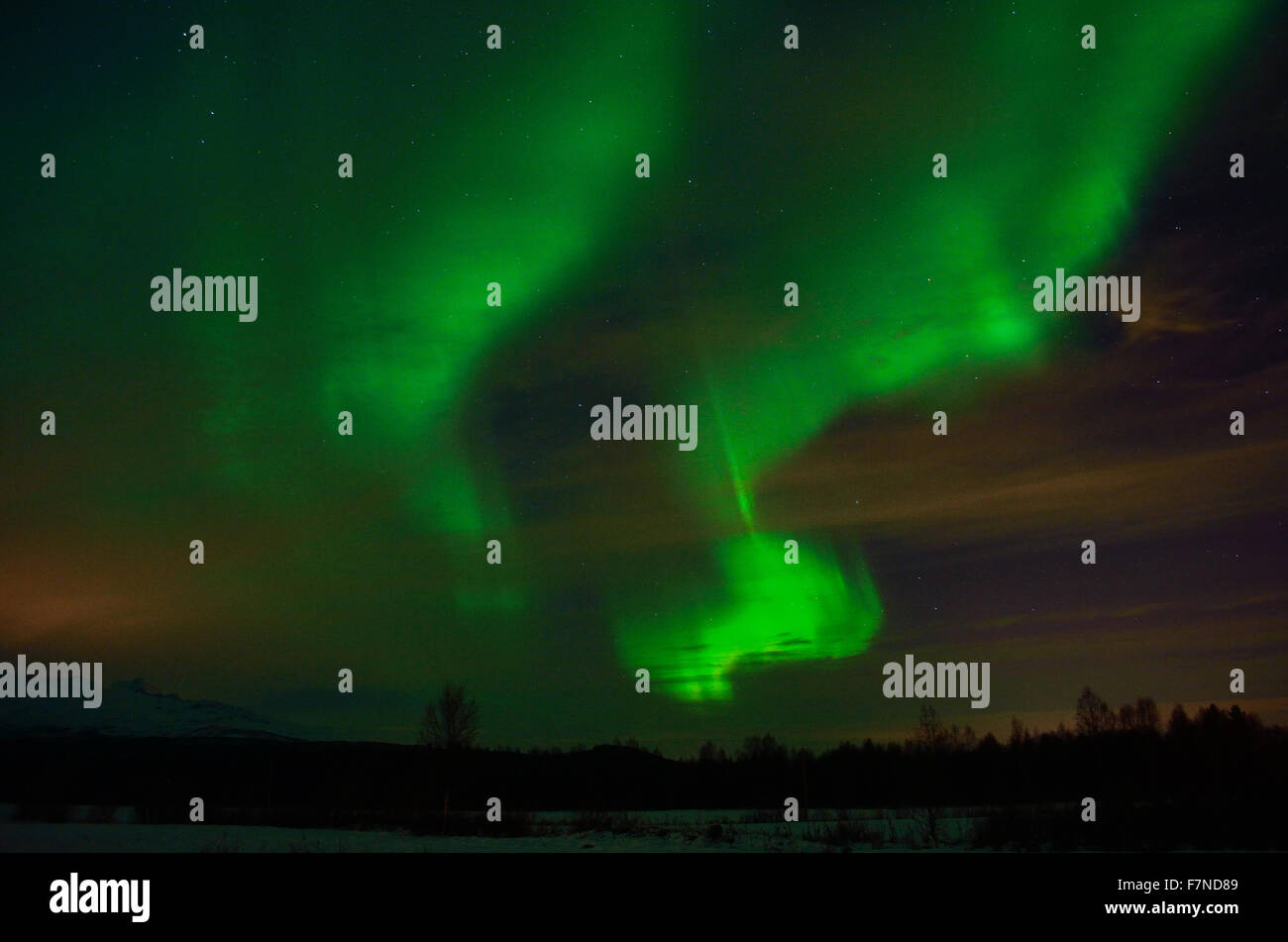 Solar Flare crea forti vibrante aurore boreali sulla notte invernale cielo sopra la foresta e alberi Foto Stock