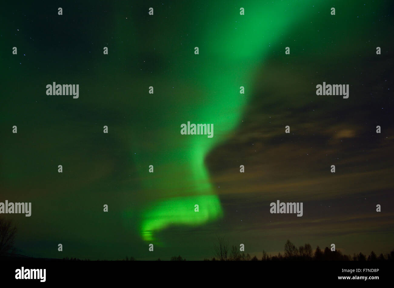 Solar Flare crea forti vibrante aurore boreali sulla notte invernale cielo sopra la foresta e alberi Foto Stock