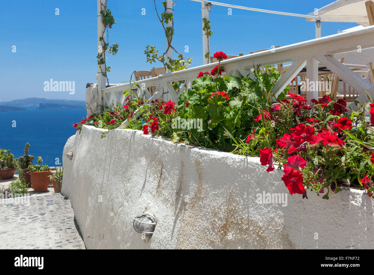 Fioritura di geranio, parete bianca, Oia, Santorini Cicladi Isole greche Grecia Foto Stock