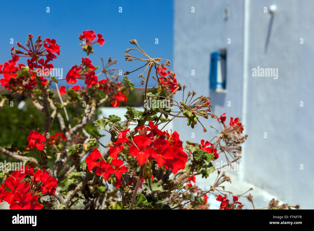 Geranio fioritura, muro bianco, Oia, fiori di Santorini Cyclades isole Greche - Grecia Foto Stock