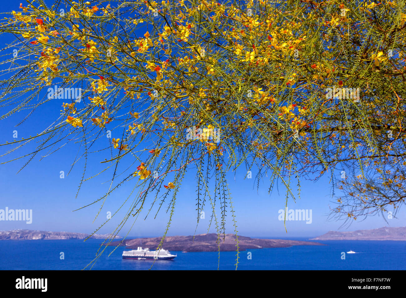 Arbusto fiorito, Palo Verde, Parkinsonia, Gerusalemme Thorn Parkinsonia aculeata arbusto fiorito, Fira, Santorini, Isola greca Fiori Grecia Foto Stock