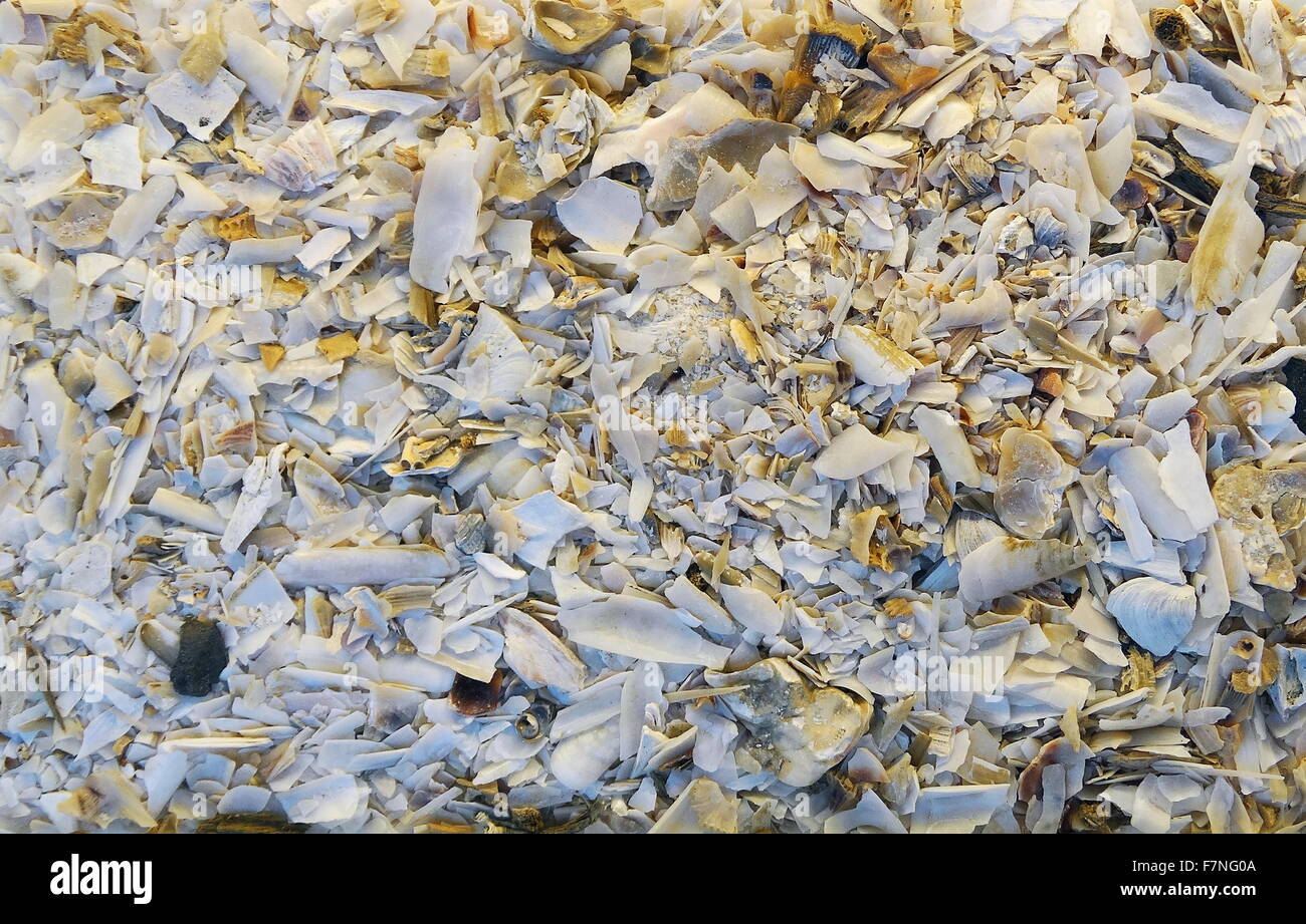 Collezione di conchiglie di mare. Datata 2015 Foto Stock Collezione di conchiglie di mare. Datata 2015 Foto Stock