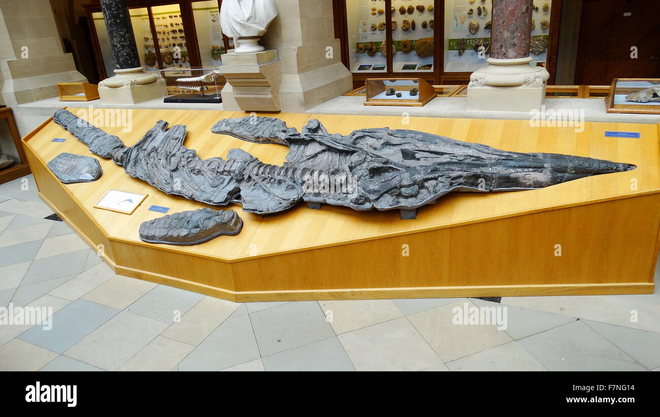 Scheletro di Jurassic ichthyosaur Temnodontosaurus platyodon. Un genere estinto di Ichthyosaurs dagli inizi del Giurassico, compresa tra 198 e 185 milioni di anni fa. Foto Stock